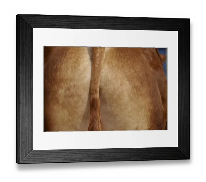 Framed Print : Domestic Cattle, Limousin bull, close-up of tail and rump, England, May