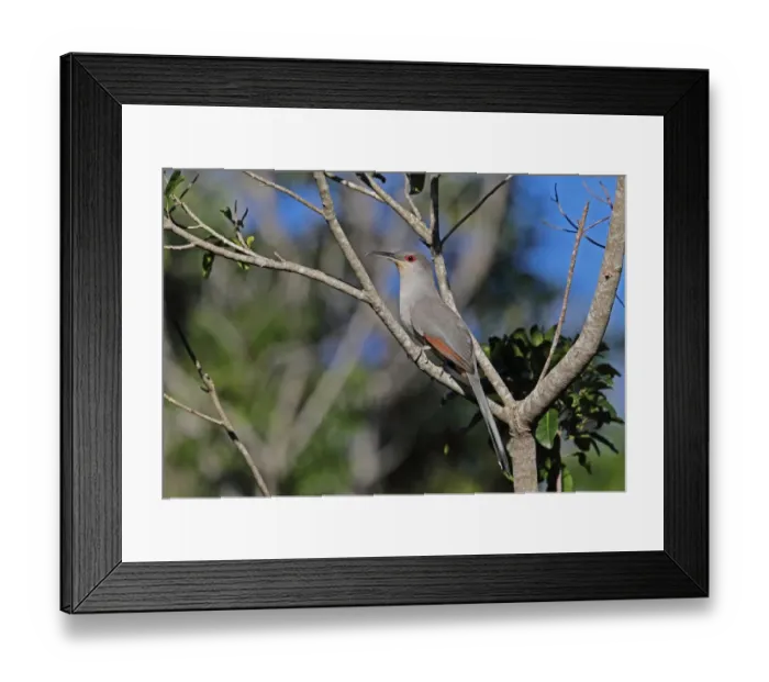 Framed Print : Hispaniolan Lizard-cuckoo (Coccyzus longirostris) adult, perched on branch, Jaragua N. P. Dominican Republic, January Framed Print : Hispaniolan Lizard-cuckoo (Coccyzus longirostris) adult, perched on branch, Jaragua N. P. Dominican Republic, January