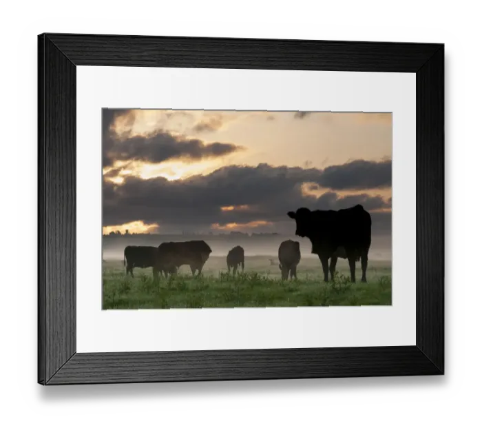 Framed Print : Domestic Cattle, bull, cows and calves, herd silhouetted on coastal grazing marsh at sunrise, Elmley Marshes N. N. R Framed Print : Domestic Cattle, bull, cows and calves, herd silhouetted on coastal grazing marsh at sunrise, Elmley Marshes N. N. R