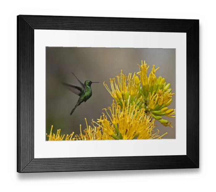 Framed Print : Hispaniolan Emerald (Chlorostilbon swainsonii) adult male, in flight, feeding at flowers, Bahoruco Mountains N. P Framed Print : Hispaniolan Emerald (Chlorostilbon swainsonii) adult male, in flight, feeding at flowers, Bahoruco Mountains N. P
