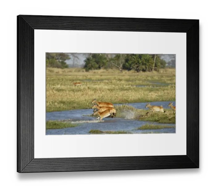 Framed Print : Red Lechwe (Kobus leche leche) adult females and calves, running and jumping through water in wetland habitat Framed Print : Red Lechwe (Kobus leche leche) adult females and calves, running and jumping through water in wetland habitat