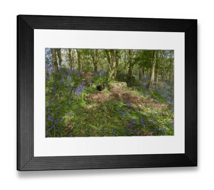 Framed Print : Eurasian Badger (Meles meles) sett, amongst trampled Bluebell (Endymion non-scriptus) flowering in woodland, New Abbey Framed Print : Eurasian Badger (Meles meles) sett, amongst trampled Bluebell (Endymion non-scriptus) flowering in woodland, New Abbey