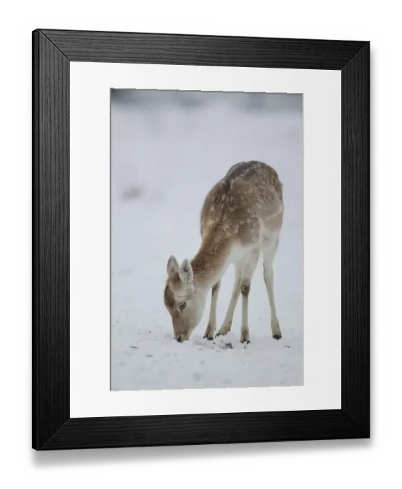 Framed Print : Fallow Deer (Dama dama) mature doe, feeding on snow covered grassland, Suffolk, England, January Framed Print : Fallow Deer (Dama dama) mature doe, feeding on snow covered grassland, Suffolk, England, January