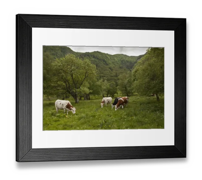 Framed Print : Domestic Cattle, cows grazing in high pasture habitat, Vallee de Chaudefour Reserve, Massif du Sancy, Auvergne, France