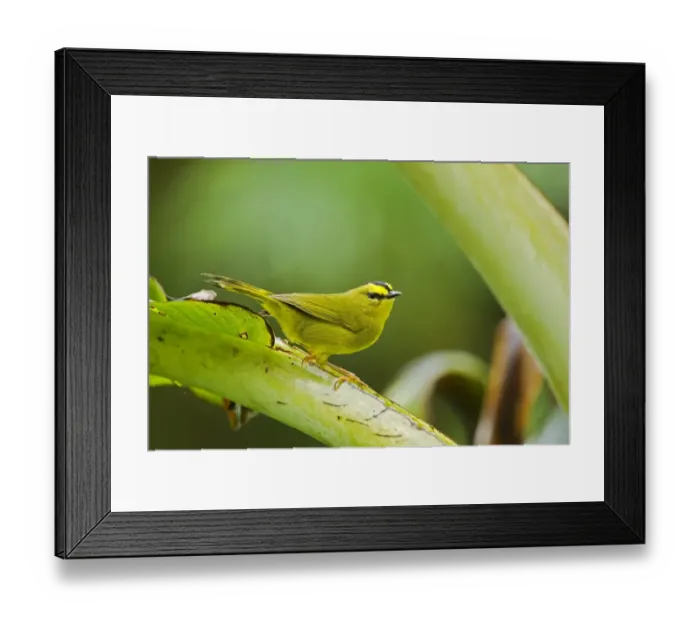 Framed Print : Black-crested Warbler (Myiothlypis nigrocristata) adult, perched on stem in montane rainforest, Andes, Ecuador Framed Print : Black-crested Warbler (Myiothlypis nigrocristata) adult, perched on stem in montane rainforest, Andes, Ecuador