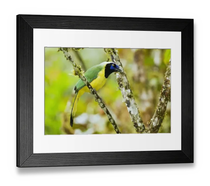Framed Print : Inca Jay (Cyanocorax yncas) adult, perched on branch in montane rainforest, San Isidro, Andes, Ecuador, November Framed Print : Inca Jay (Cyanocorax yncas) adult, perched on branch in montane rainforest, San Isidro, Andes, Ecuador, November