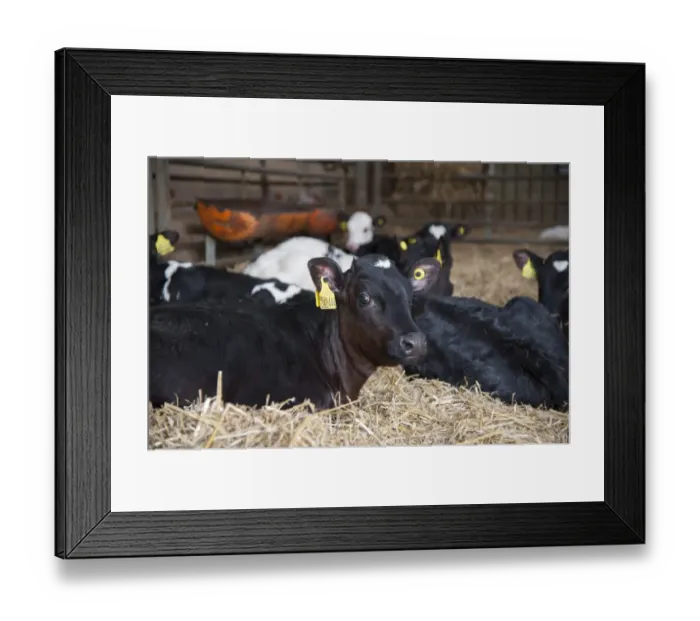 Framed Print : Domestic Cattle, Holstein calves, resting in straw yard, Mold, Flintshire, North Wales, December Framed Print : Domestic Cattle, Holstein calves, resting in straw yard, Mold, Flintshire, North Wales, December