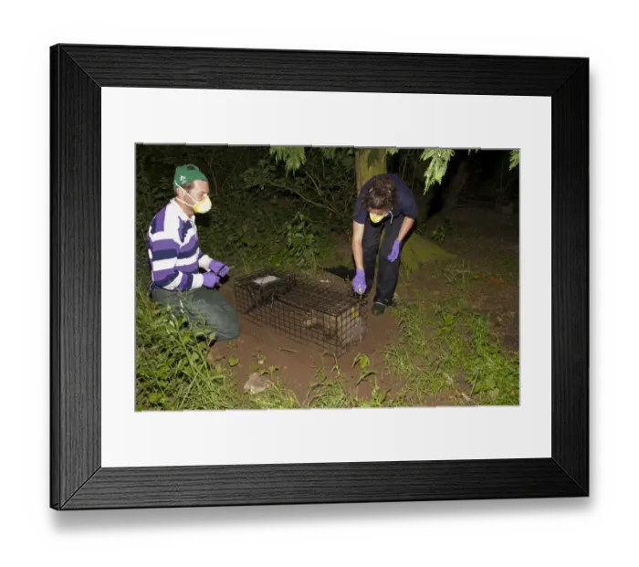 Framed Print : Eurasian Badger (Meles meles) bovine tuberculosis vaccination scheme, badger in live trap being clipped Framed Print : Eurasian Badger (Meles meles) bovine tuberculosis vaccination scheme, badger in live trap being clipped