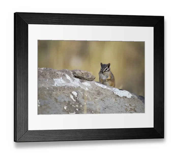 Framed Print : Least Chipmunk (Tamias minimus) adult, sitting on rock, Yellowstone N. P. Wyoming, U. S. A. September Framed Print : Least Chipmunk (Tamias minimus) adult, sitting on rock, Yellowstone N. P. Wyoming, U. S. A. September