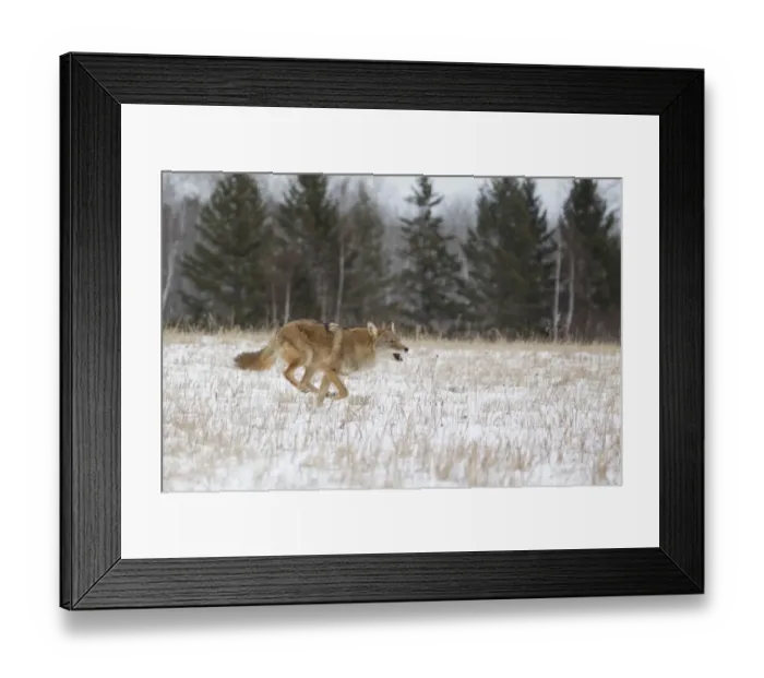 Framed Print : Coyote (Canis latrans) adult, running in snow covered field, Minnesota, U. S. A. January (captive) Framed Print : Coyote (Canis latrans) adult, running in snow covered field, Minnesota, U. S. A. January (captive)