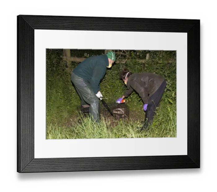 Framed Print : Eurasian Badger (Meles meles) bovine tuberculosis vaccination scheme, badger in live trap being clipped Framed Print : Eurasian Badger (Meles meles) bovine tuberculosis vaccination scheme, badger in live trap being clipped