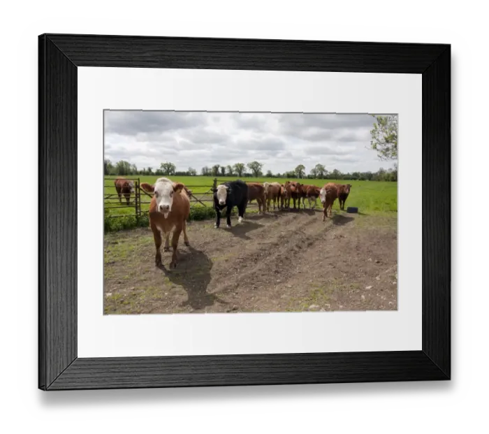 Framed Print : Domestic Cattle, beef herd, standing at gateway in pasture, near Whittlesey, Cambridgeshire, England, May