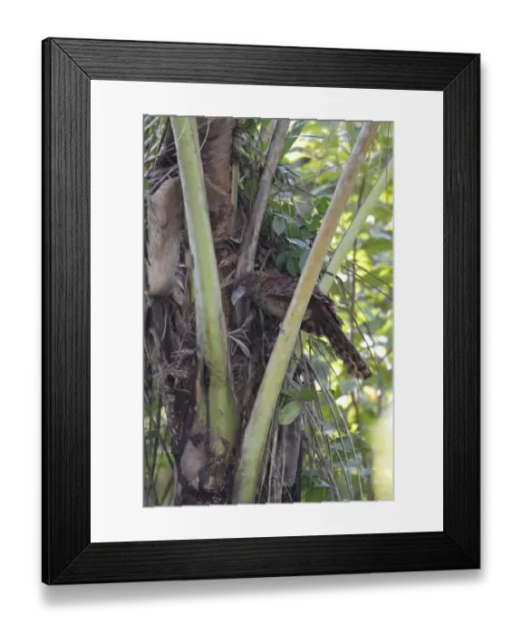 Framed Print : Buff-headed Coucal (Centropus milo albidiventris) juvenile, foraging in palm tree, Kolombangara Island Framed Print : Buff-headed Coucal (Centropus milo albidiventris) juvenile, foraging in palm tree, Kolombangara Island