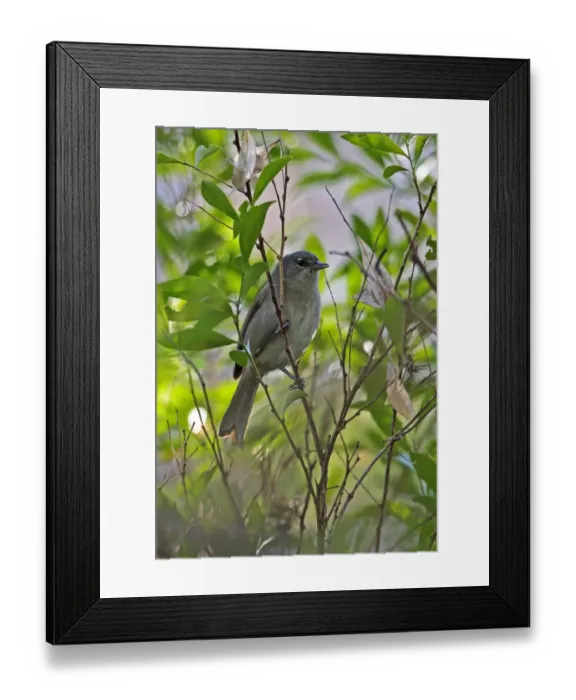 Framed Print : Green-tailed Warbler (Microligea palustris) adult, perched on twig, Bahoruco Mountains N. P. Dominican Republic, January Framed Print : Green-tailed Warbler (Microligea palustris) adult, perched on twig, Bahoruco Mountains N. P. Dominican Republic, January