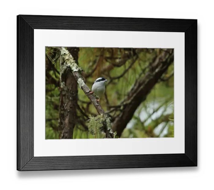 Framed Print : Blyths Shrike-babbler (Pteruthius aeralatus) adult male, perched in pine tree, Chiang Dao N. P Framed Print : Blyths Shrike-babbler (Pteruthius aeralatus) adult male, perched in pine tree, Chiang Dao N. P