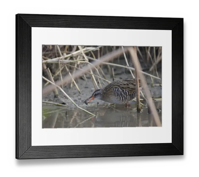 Framed Print : Brown-cheeked Rail (Rallus indicus) adult, feeding on aquatic snail, standing in shallow water, Long Valley Framed Print : Brown-cheeked Rail (Rallus indicus) adult, feeding on aquatic snail, standing in shallow water, Long Valley