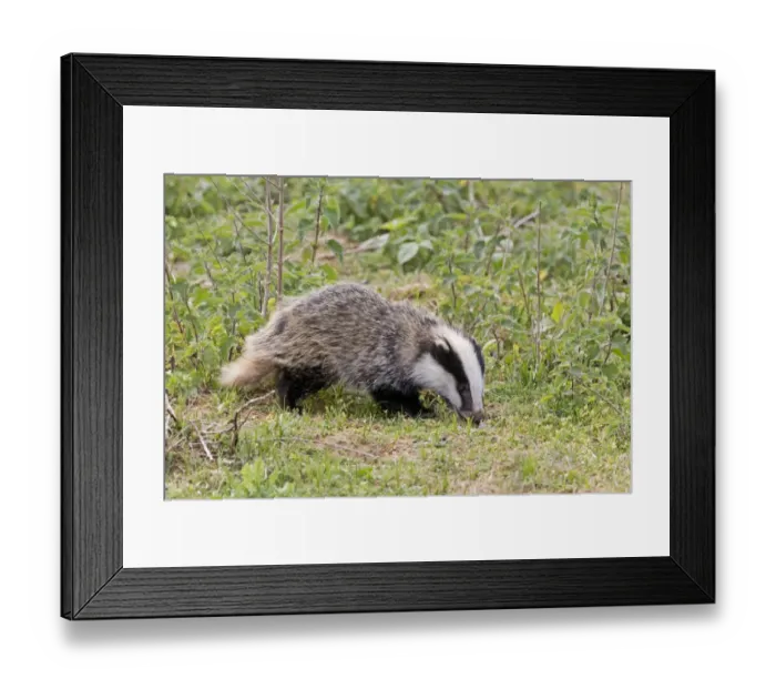 Framed Print : Eurasian Badger (Meles meles) cub, foraging during daylight, Suffolk, England, May Framed Print : Eurasian Badger (Meles meles) cub, foraging during daylight, Suffolk, England, May