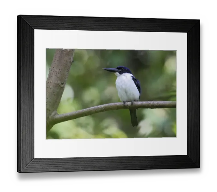 Framed Print : Ultramarine Kingfisher (Todiramphus leucopygius) adult male, perched on branch, near Honiara, Guadalcanal Framed Print : Ultramarine Kingfisher (Todiramphus leucopygius) adult male, perched on branch, near Honiara, Guadalcanal