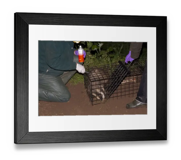 Framed Print : Eurasian Badger (Meles meles) bovine tuberculosis vaccination scheme, badger in live trap being clipped Framed Print : Eurasian Badger (Meles meles) bovine tuberculosis vaccination scheme, badger in live trap being clipped
