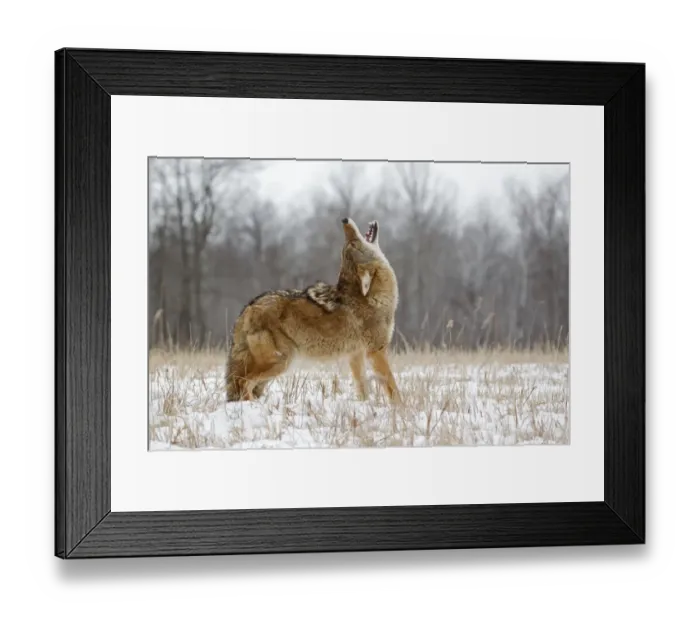 Framed Print : Coyote (Canis latrans) adult, howling, standing in snow covered field, Minnesota, U. S. A. January (captive)