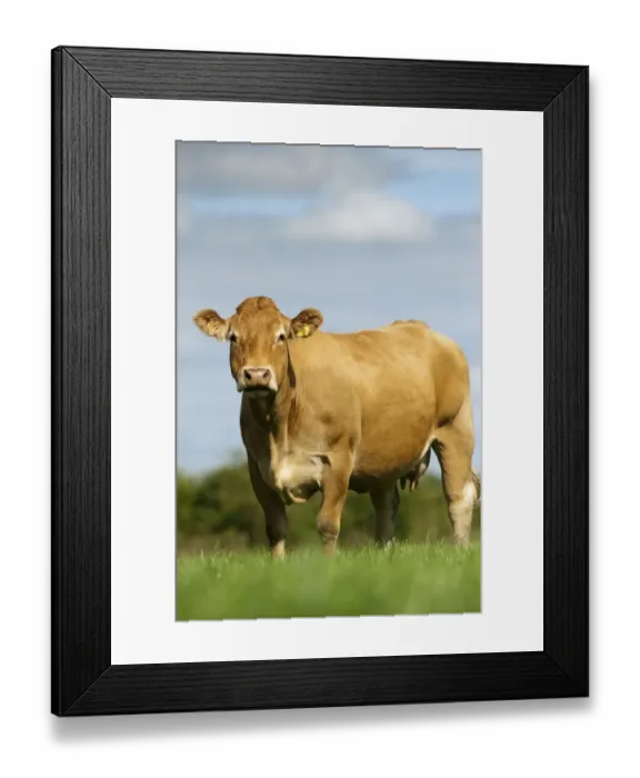 Framed Print : Domestic Cattle, Limousin cow, standing in lush pasture, Cumbria, England, August Framed Print : Domestic Cattle, Limousin cow, standing in lush pasture, Cumbria, England, August