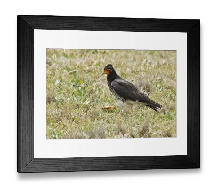 Framed Print : Carunculated Caracara (Phalcoboenus carunculatus) adult, walking on paramo, Antisana, Andes, Ecuador, November Framed Print : Carunculated Caracara (Phalcoboenus carunculatus) adult, walking on paramo, Antisana, Andes, Ecuador, November