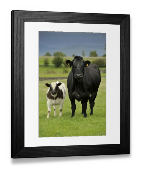 Framed Print : Domestic Cattle, beef suckler cow with calf, standing in pasture, Cumbria, England, September Framed Print : Domestic Cattle, beef suckler cow with calf, standing in pasture, Cumbria, England, September
