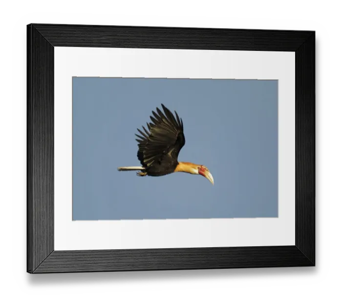 Framed Print : Blyths Hornbill (Rhyticeros plicatus mendanae) adult male, in flight, near Honiara, Guadalcanal, Solomon Islands, April Framed Print : Blyths Hornbill (Rhyticeros plicatus mendanae) adult male, in flight, near Honiara, Guadalcanal, Solomon Islands, April