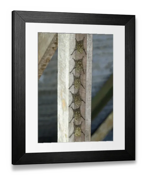 Framed Print : Long-nosed Bat (Rhynchonycteris naso) six adults, roosting in line on wooden beam of jetty, Sierpe River Framed Print : Long-nosed Bat (Rhynchonycteris naso) six adults, roosting in line on wooden beam of jetty, Sierpe River