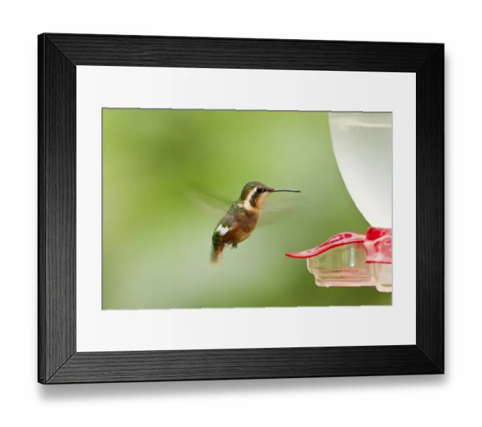 Framed Print : White-bellied Woodstar (Chaetocercus mulsant) adult female, in flight, hovering at feeder in montane rainforest, Andes Framed Print : White-bellied Woodstar (Chaetocercus mulsant) adult female, in flight, hovering at feeder in montane rainforest, Andes