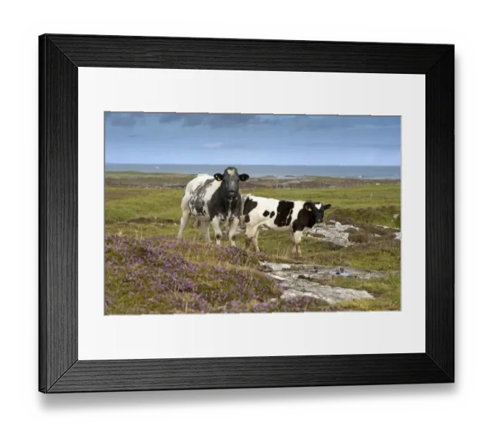Framed Print : Domestic Cattle, cow and calf, standing on coastal moorland with flowering heather, Isle of Tiree, Inner Hebrides