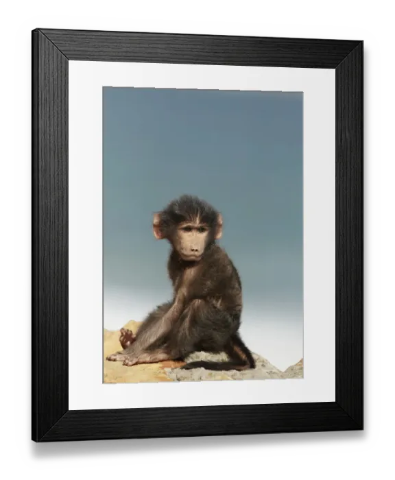 Framed Print : Chacma Baboon (Papio ursinus) young, sitting on coastal rocks, Cape Point, Cape Peninsula, Western Cape Province Framed Print : Chacma Baboon (Papio ursinus) young, sitting on coastal rocks, Cape Point, Cape Peninsula, Western Cape Province