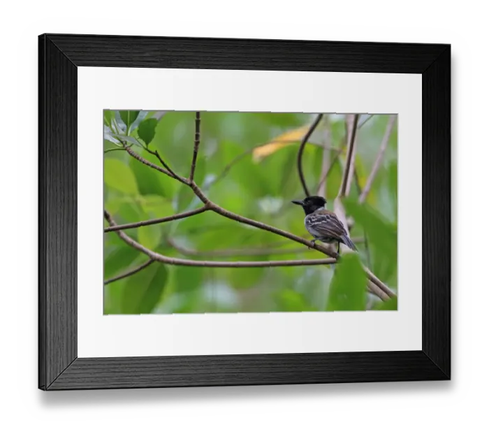 Framed Print : Black-crested Antshrike (Sakesphorus canadensis) adult male, perched on twig, Trinidad, Trinidad and Tobago, April