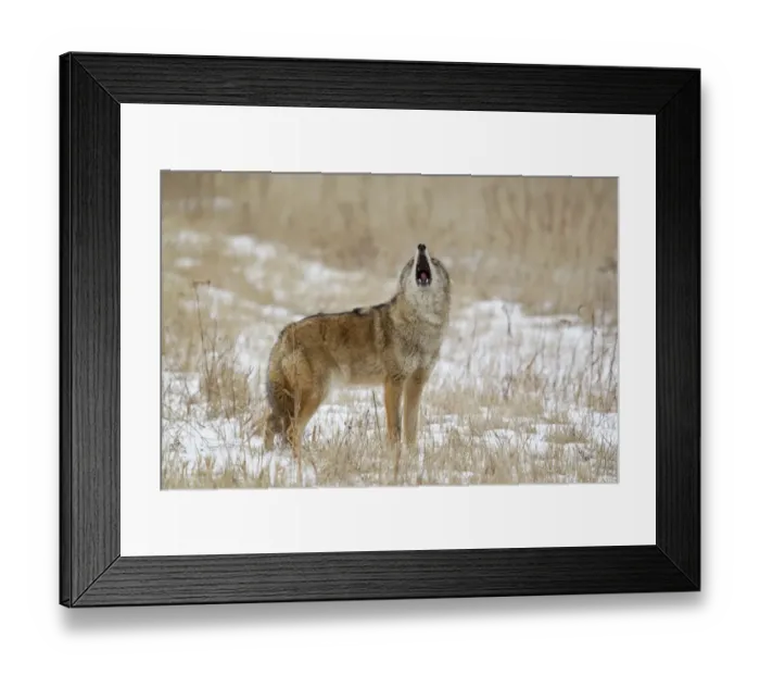 Framed Print : Coyote (Canis latrans) adult, howling, standing in snow covered field, Minnesota, U. S. A. January (captive) Framed Print : Coyote (Canis latrans) adult, howling, standing in snow covered field, Minnesota, U. S. A. January (captive)