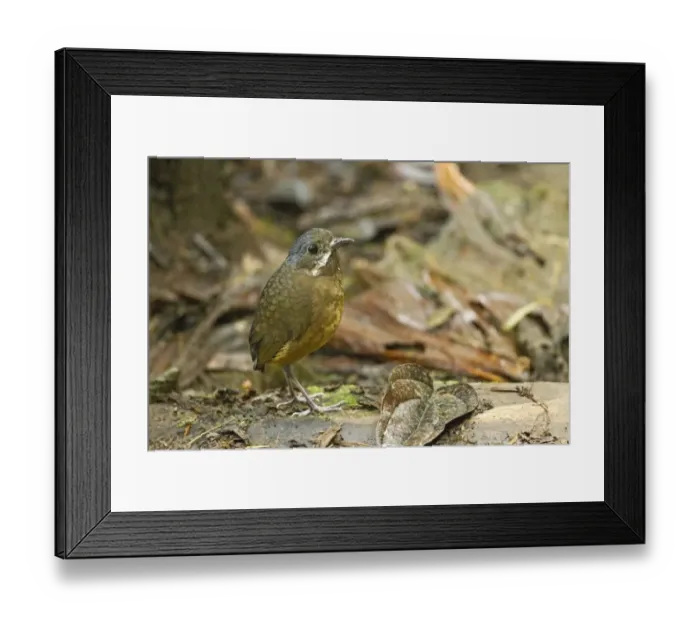Framed Print : Moustached Antpitta (Grallaria alleni) adult, standing on montane rainforest floor, Angel Paz, Andes, Ecuador, November Framed Print : Moustached Antpitta (Grallaria alleni) adult, standing on montane rainforest floor, Angel Paz, Andes, Ecuador, November