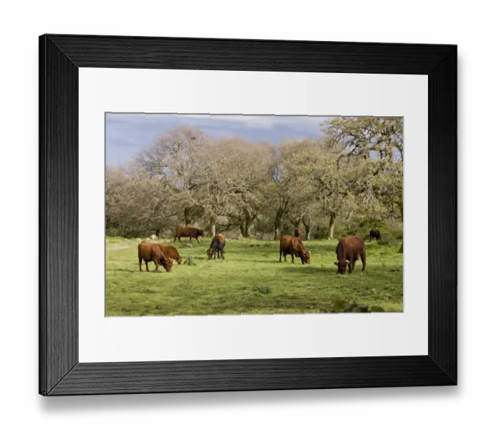 Framed Print : Domestic Cattle, Sardo-Modicana herd, grazing in oak wood pasture habitat on mountain slopes, Monte Fereru, Sardinia Framed Print : Domestic Cattle, Sardo-Modicana herd, grazing in oak wood pasture habitat on mountain slopes, Monte Fereru, Sardinia