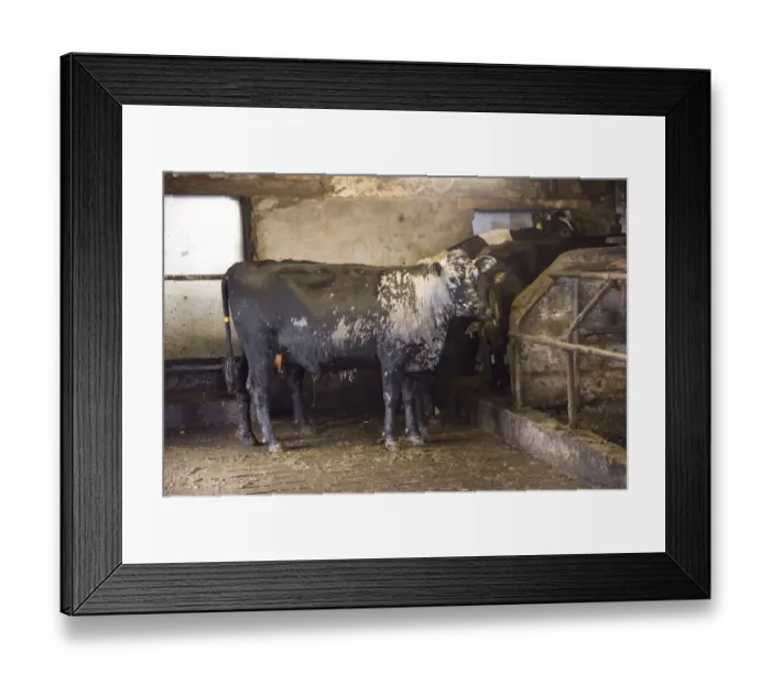 Framed Print : Domestic Cattle, crossbred dairy cow, with severe ringworm infection, standing in shed, Staffordshire, England, March Framed Print : Domestic Cattle, crossbred dairy cow, with severe ringworm infection, standing in shed, Staffordshire, England, March