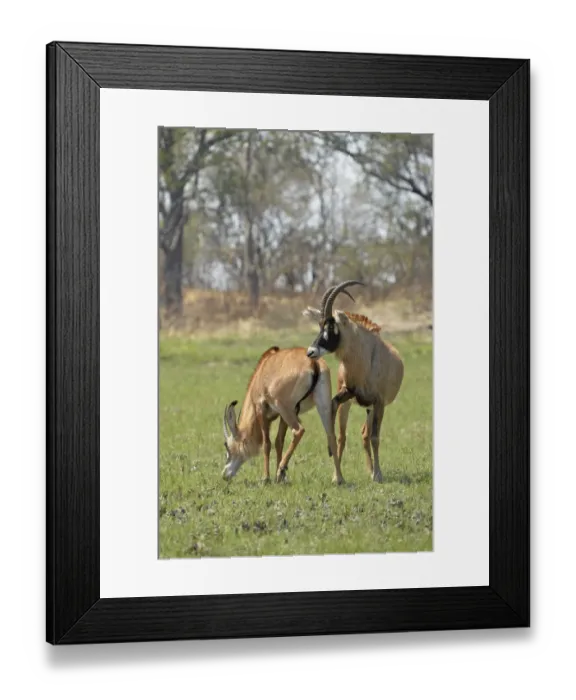 Framed Print : Roan Antelope (Hippotragus equinus) adult pair, male displaying interest in mating with female, Kafue N. P Framed Print : Roan Antelope (Hippotragus equinus) adult pair, male displaying interest in mating with female, Kafue N. P