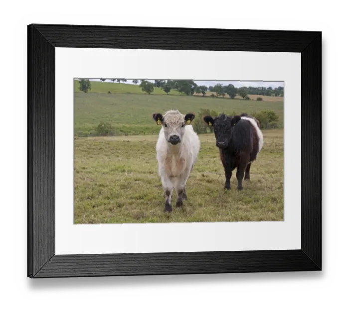 Framed Print : Domestic Cattle, White Galloway and Belted Galloway calves, standing in pasture, Great Whittington, Northumberland Framed Print : Domestic Cattle, White Galloway and Belted Galloway calves, standing in pasture, Great Whittington, Northumberland