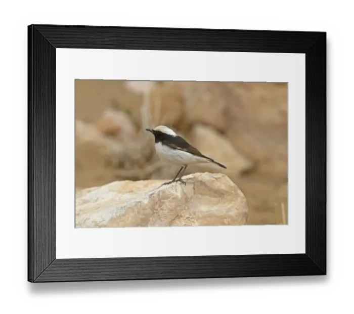 Framed Print : Mourning Wheatear (Oenanthe lugens halophila) North African subspecies, adult male, standing on rock, Morocco, March Framed Print : Mourning Wheatear (Oenanthe lugens halophila) North African subspecies, adult male, standing on rock, Morocco, March