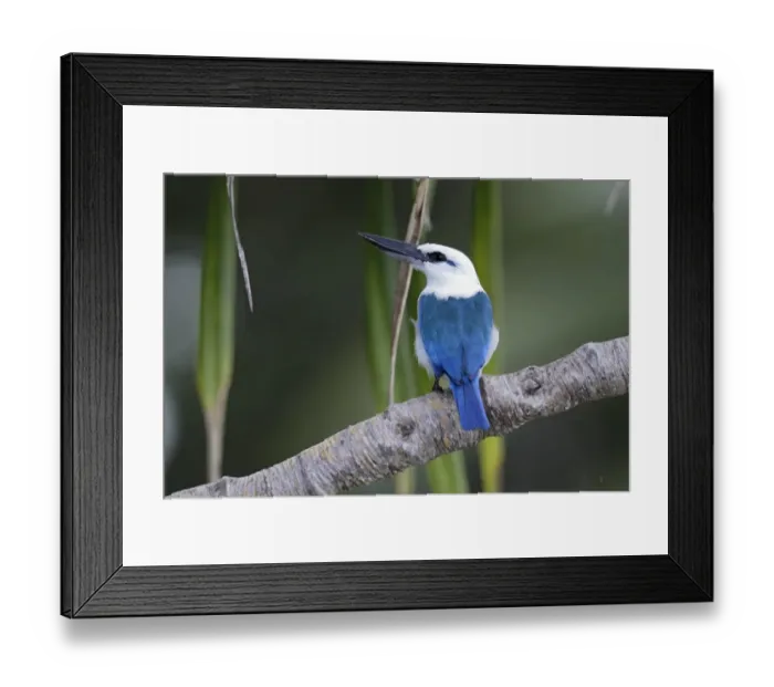 Framed Print : Beach Kingfisher (Todiramphus saurophaga) adult, perched on branch, Makira Island, Solomon Islands, April Framed Print : Beach Kingfisher (Todiramphus saurophaga) adult, perched on branch, Makira Island, Solomon Islands, April