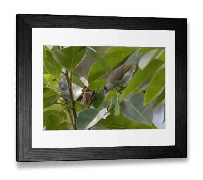 Framed Print : Bare-eyed White-eye (Woodfordia superciliosa) adult, perched on leaf stems, Rennell Island, Solomon Islands, April