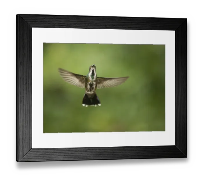 Framed Print : Green-breasted Mango (Anthracothorax prevostii) adult female, in flight, Costa Rica, March