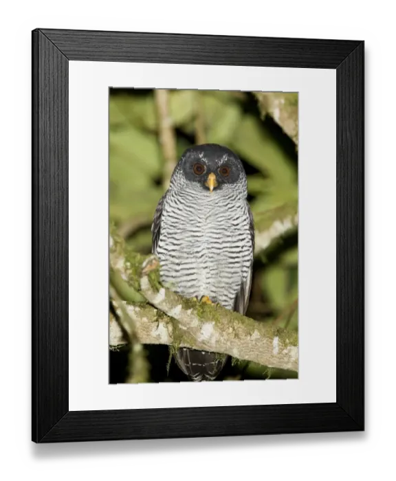 Framed Print : Black-and-white Owl (Strix nigrolineata) adult, roosting on branch in montane rainforest at night, Sachatamia, Andes
