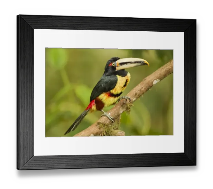 Framed Print : Pale-mandibled Aracari (Pteroglossus erythropygius) adult, perched on branch in montane rainforest, Andes, Ecuador Framed Print : Pale-mandibled Aracari (Pteroglossus erythropygius) adult, perched on branch in montane rainforest, Andes, Ecuador