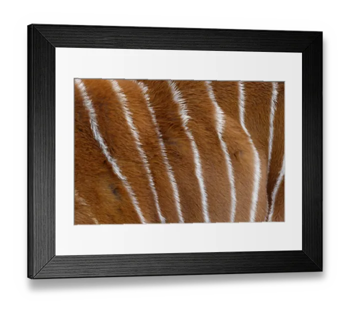 Framed Print : Bongo (Tragelaphus eurycerus) adult, close-up of stripes on coat (captive) Framed Print : Bongo (Tragelaphus eurycerus) adult, close-up of stripes on coat (captive)