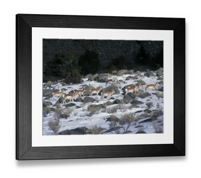 Framed Print : Pronghorn (Antilocapra americana) Herd in snowy Yellowstone landscape