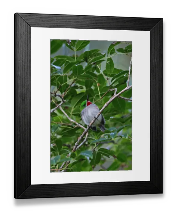 Framed Print : Narrow-billed Tody (Todus angustirostris) adult, perched on twig, Bahoruco Mountains N. P. Dominican Republic, January Framed Print : Narrow-billed Tody (Todus angustirostris) adult, perched on twig, Bahoruco Mountains N. P. Dominican Republic, January