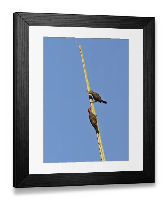 Framed Print : Atoll Shearwater (Puffinus bailloni dichrous) name reflects current taxonomic thinking on species limits within Framed Print : Atoll Shearwater (Puffinus bailloni dichrous) name reflects current taxonomic thinking on species limits within
