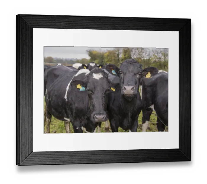 Framed Print : Domestic Cattle, A2 Holstein cows (A2 milk is becoming popular as an alternative to milk with A1 beta casein to which) Framed Print : Domestic Cattle, A2 Holstein cows (A2 milk is becoming popular as an alternative to milk with A1 beta casein to which)